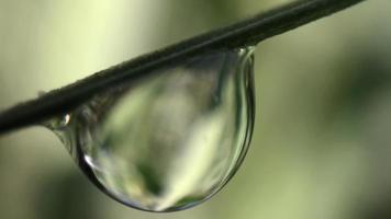 extrême fermer image de humide vert herbe avec lumière du soleil brillant sur perles de rosée dans le de bonne heure Matin photo