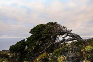 tordu arbre sur le côte photo