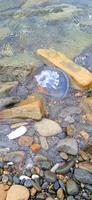 des pierres en dessous de l'eau sur le plage photo