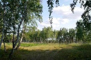 bouleau forêt. bouleau bosquet. blanc bouleau les troncs. été forêt avec Prairie photo