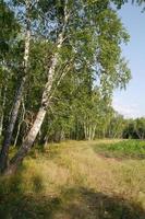 bouleau forêt. bouleau bosquet. blanc bouleau les troncs. été forêt avec Prairie photo