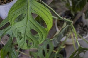 proche en haut photo de gros vert feuille de décoratif plante. le photo est adapté à utilisation la nature arrière-plan, vert feuille affiche et vert plante contenu médias.