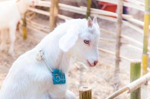 chèvre blanche jouant avec une clôture en bambou, gros plan de chèvres blanches dans une ferme, chèvre dans une ferme photo