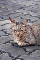 chat tigré endormi sur le sol, chat mignon marron, chat allongé, vacances relaxantes pour chat ludique, format vertical, mise au point sélective photo