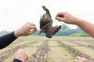 des oiseaux ont été capturés par la main d'un jardinier tenant sur un maillage sur fond blanc, piège à oiseaux illégal photo