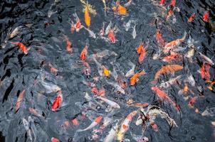 beau poisson carpe koi nageant dans un étang dans le jardin photo