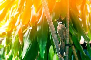 magnifique oiseau moineaux se percher sur en mangeant sur arbre branches photo