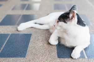 noir et blanc Asie chat sur carrelé étage, sélectif concentrer sur ses œil photo