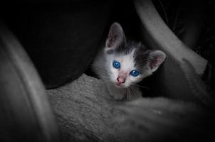 chaton avec de beaux yeux bleus, portrait d'animal, vacances relaxantes de chat espiègle photo