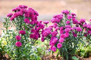 violet rose fleurs dans le jardin marguerite, marguerite Michaelmas Marguerite, Boston Marguerite, Paris Marguerite, pavé Marguerite photo