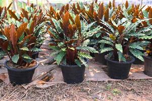 plante dans pot avec Naturel Contexte de calathea feuilles ornemental plante pour jardin décoration, calathea rufibarba Fenzl photo