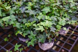 commun lierre plante grandir sur pot dans serre, européen lierre Anglais lierre ou vert lierre hedera hélix arbre ornemental plante réduire carbone photo