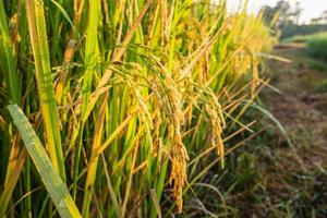 gros plan, de, plants de riz photo