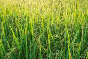 lames de plants de riz vert photo