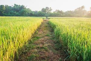 chemin entre les rizières