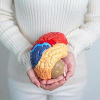 femme en portant Humain cerveau modèle. monde cerveau tumeur jour, cerveau accident vasculaire cérébral, démence, Alzheimer, parkinson et monde mental santé concept photo