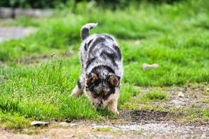 chiot noir et blanc photo