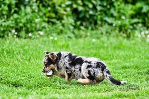 chiot noir et blanc photo