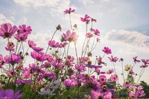 fleurs de cosmos rose photo