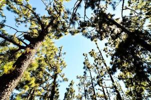 arbres dans la forêt photo