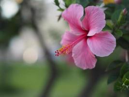 hibiscus fleur bokeh photo