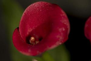 une rouge fleur épanouissement dans printemps photo