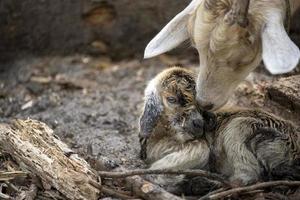 une nouveau née marron bébé chèvre et ses mère photo