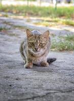 une sauvage faim chat est chasse. chat prépare à sauter sur quelque chose elle est traque. une chat juste avant le attaque. photo