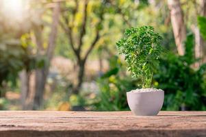 planter des arbres dans des pots, aimer les plantes et le concept d'environnement photo