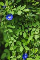 une papillon pois fleur photo