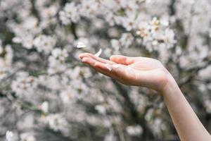 main est en portant printemps fleurs. fleurs et main fermer vue photo