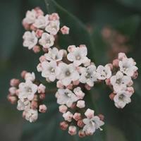 épanouissement bouquet de blanc valériane photo