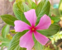 fleur rose avec des feuilles vertes photo