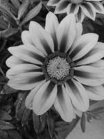 gazania rigides noir et blanc fleur photo