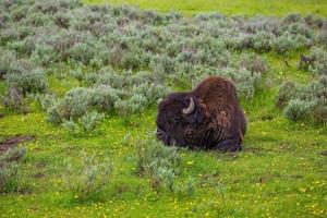 bisons avec paysage de Jaune pierre nationale parc photo