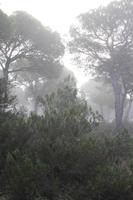 forêt avec brouillard et nostalgie photo