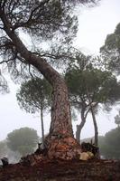 forêt avec brouillard et nostalgie photo