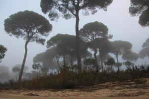forêt avec brouillard et nostalgie photo