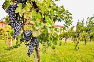 rouge du vin grain de raisin photo