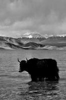 alpin yaks en buvant l'eau dans le baisha Lac de bulunkou réservoir dans du sud Xinjiang photo