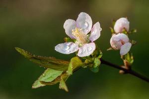 floraison arbustes de blanc fleurs avec vert feuilles photo