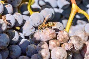 raisins sur la vigne photo