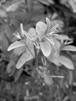 noir et blanc atmosphère avec Naturel la photographie sans pour autant en utilisant tout effet sur il sont donc magnifique photo