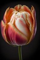 tulipe épanouissement sur ombre noir photo