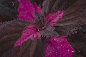 proche en haut de foncé violet sauvage plante sur le gros jardins lorsque printemps temps. le photo est adapté à utilisation pour la nature arrière-plan, vacances contenu social médias et unique affiche.