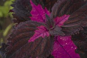 proche en haut de foncé violet sauvage plante sur le gros jardins lorsque printemps temps. le photo est adapté à utilisation pour la nature arrière-plan, vacances contenu social médias et unique affiche.