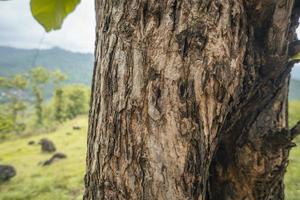 proche en haut photo de arbre tronc bois local plante de semarang Indonésie. le photo est adapté à utilisation pour la nature texture arrière-plan, contenu social médias et affiche.
