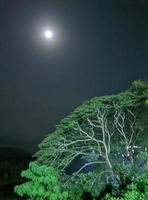 une plein lune est au dessus une arbre dans le milieu de une foncé nuit. photo