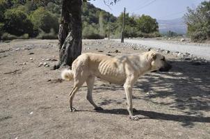 abandonné égarer chien sur le route dans le Montagne photo