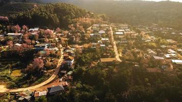 paysage de magnifique sauvage himalayen Cerise épanouissement rose prunus cérasoides fleurs à phu lom lo loei et phitsanulok de Thaïlande photo